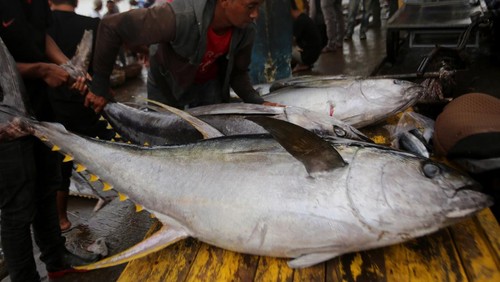 Nelayan mengangkat ikan tuna sirip kuning dari kapal saat tiba di tempat pendaratan ikan (TPI) Pelabuhan Perikanan Samudera, Banda Aceh, Aceh, Rabu (5/2/2025). Tuna hasil tangkapan nelayan Aceh itu dijual kepada pedagang pengepul Rp50.000 per kilogram atau turun dari harga sebelumnya Rp55.000 per kilogram untuk selanjutnya diekspor melalui Medan dengan negara tujuan yaitu Amerika, China, Singapura, Jepang dan  Malaysia. ANTARA FOTO/Ampelsa/rwa.