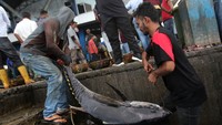 Tuna hasil tangkapan nelayan Aceh itu dijual kepada pedagang pengepul Rp 50.000 per kilogram atau turun dari harga sebelumnya Rp 55.000 per kilogram.  
