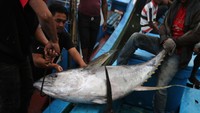 Tuna tersebut selanjutnya diekspor melalui Medan dengan negara tujuan yaitu Amerika, China, Singapura, Jepang dan Malaysia.  