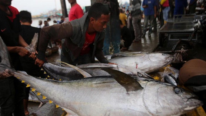Nelayan mengangkat ikan tuna sirip kuning dari kapal saat tiba di tempat pendaratan ikan (TPI) Pelabuhan Perikanan Samudera, Banda Aceh, Aceh, Rabu (5/2/2025). Tuna hasil tangkapan nelayan Aceh itu dijual kepada pedagang pengepul Rp50.000 per kilogram atau turun dari harga sebelumnya Rp55.000 per kilogram untuk selanjutnya diekspor melalui Medan dengan negara tujuan yaitu Amerika, China, Singapura, Jepang dan  Malaysia. ANTARA FOTO/Ampelsa/rwa.