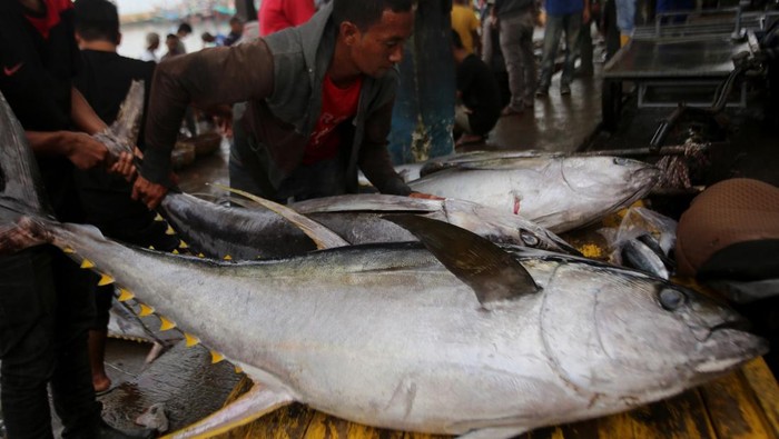Nelayan mengangkat ikan tuna sirip kuning di tempat pendaratan ikan (TPI) Pelabuhan Perikanan Samudera, Banda Aceh, Aceh, Rabu (5/2/2025). Tuna hasil tangkapan nelayan Aceh itu dijual kepada pedagang pengepul Rp50.000 per kilogram atau turun dari harga sebelumnya Rp55.000 per kilogram untuk selanjutnya diekspor melalui Medan dengan negara tujuan yaitu Amerika, China, Singapura, Jepang dan  Malaysia. ANTARA FOTO/Ampelsa/rwa.