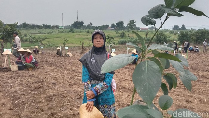 Ade petani di perkebunan Kawasan Hutan Desa Cikawung, Kecamatan Terisi, Kabupaten Indramayu