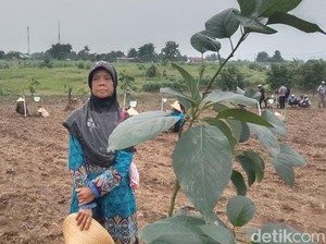 22 Tahun Tinggal di Hutan, Jalan Ade Menyambung Hidup
