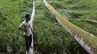 Sejumlah pohon juga tumbang akibat diterjang angin kencang.