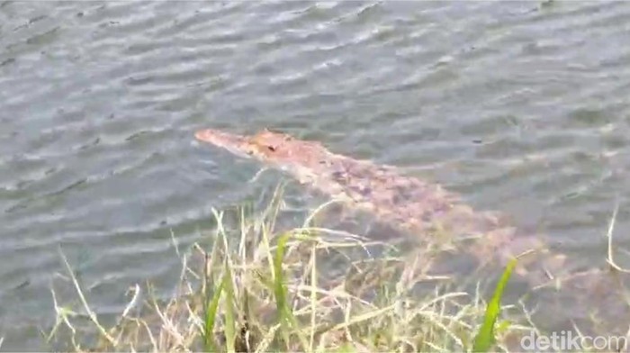 Buaya muara di tambak bandeng milik Agus di Sidoarjo yang makin agresif, tak kunjung bisa ditangkap.