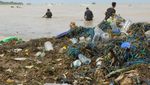 Budi Daya Rumput Laut Rusak Diterjang Banjir Rob