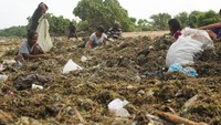Petani terpaksa memanen rumput laut lebih awal. 