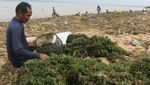 Budi Daya Rumput Laut Rusak Diterjang Banjir Rob