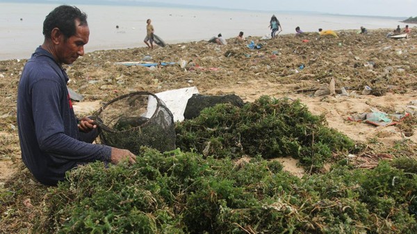 Budi Daya Rumput Laut Rusak Diterjang Banjir Rob