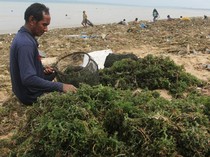 Budi Daya Rumput Laut Rusak Diterjang Banjir Rob