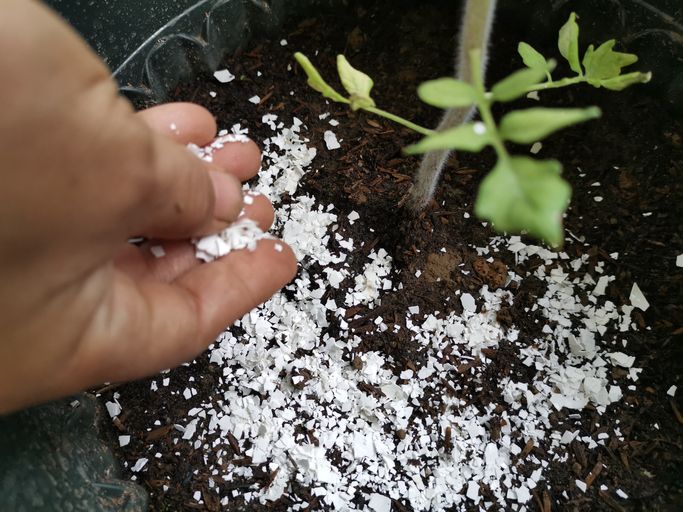 hacks menggunakan cangkang telur dalam kesuburan tanaman