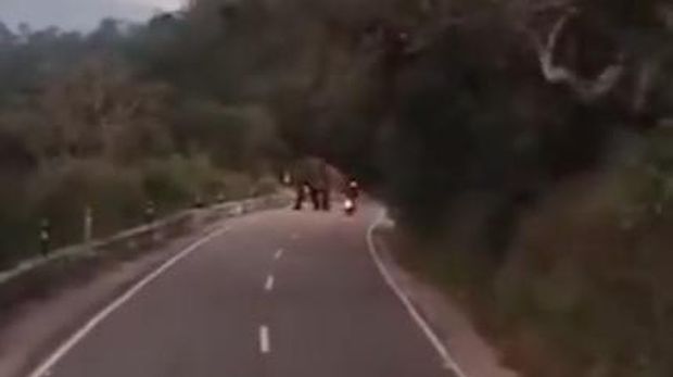 Gajah liar serang turis Jerman di India