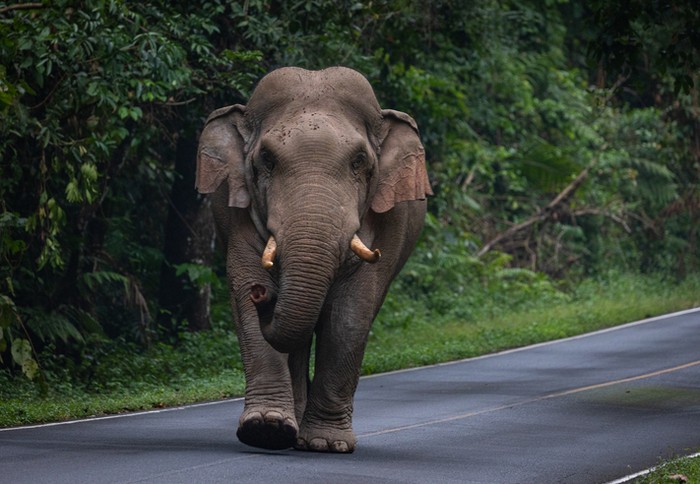 Gajah liar