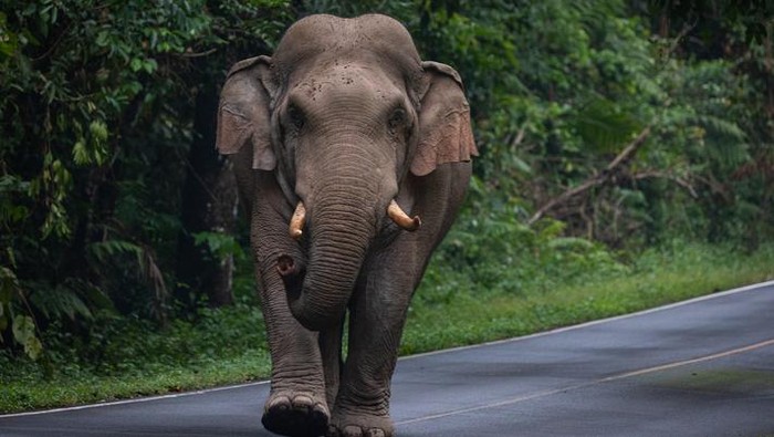 Gajah liar