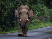 Turis Jerman Tewas Diserang Gajah Liar gegara Tak Pahami Peringatan Bahaya