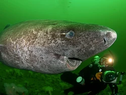 Hewan Paling Lama Hidup di Bumi Sudah Eksis Selama 2.300 Tahun!