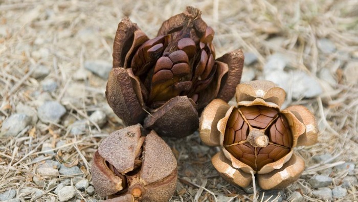 4 Manfaat Biji Mahoni, Bisa Bantu Kendalikan Diabetes?