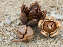 Mengenal Biji Mahoni yang Konon Punya Manfaat bagi Kesehatan