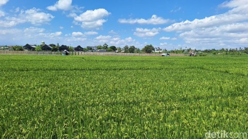 Ilustrasi - Lahan sawah di Lombok Barat, NTB, beberapa waktu lalu. (Foto: Nathea Citra/detikBali)