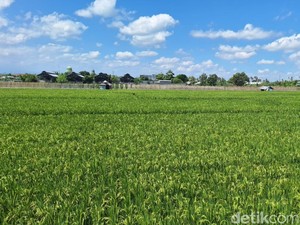 Ekonomi Konstitusi: Reforma Agraria untuk Pertumbuhan 8%