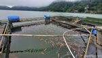 Ikan Keramba di Telaga Ngebel Mati, Pembudidaya Terancam Merugi