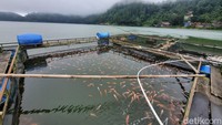 Ikan yang sudah mati kemudian dikubur untuk pupuk. Sedangkan ikan yang masih bisa diselamatkan biasanya dibantu dengan semprotan air.