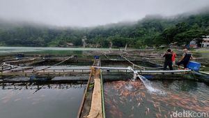 Ikan Keramba di Telaga Ngebel Mati, Pembudidaya Terancam Merugi