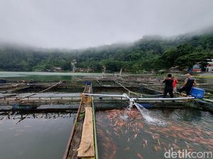 Ikan Keramba di Telaga Ngebel Mati, Pembudidaya Terancam Merugi