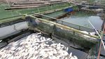 Ikan Keramba di Telaga Ngebel Mati, Pembudidaya Terancam Merugi