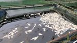 Ikan Keramba di Telaga Ngebel Mati, Pembudidaya Terancam Merugi