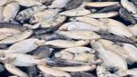 Ikan Keramba di Telaga Ngebel Mati, Pembudidaya Terancam Merugi