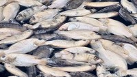 Ikan nila yang dibudidayakan di keramba milik Hadi, mati sekitar 50 hingga 60 persen.  Jika dirupiahkan, Hadi mengaku rugi puluhan juta Rupiah. Pasalnya, jumlah ikannya yang mati mencapai ratusan kwintal.