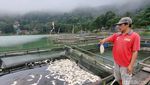 Ikan Keramba di Telaga Ngebel Mati, Pembudidaya Terancam Merugi