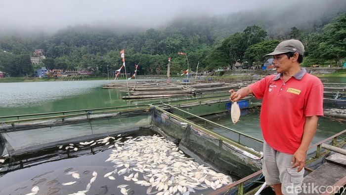 Pemilik keramba di Telaga Ngebel Ponorogo terancam merugi akibat banyak ikan mati