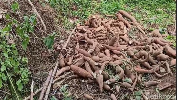 Petani ketela di Madiun menjerit gegara harga anjlok