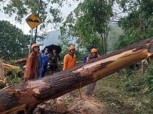 Kintamani Diterjang Hujan Angin, Akses Warga Tertutup Pohon Tumbang