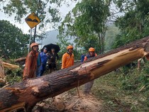 Kintamani Diterjang Hujan Angin, Akses Warga Tertutup Pohon Tumbang