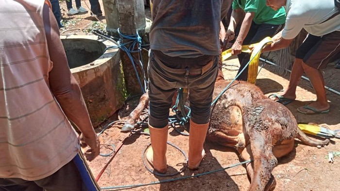 Petugas saat mengevakuasi sapi dari dalam sumur di Bulu, Karangmojo, Gunungkidul, Kamis (6/2/2025).