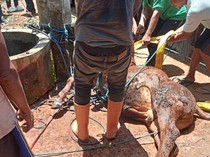 Sapi Mati Usai Nyemplung Sumur di Gunungkidul, Evakuasi 5 Jam