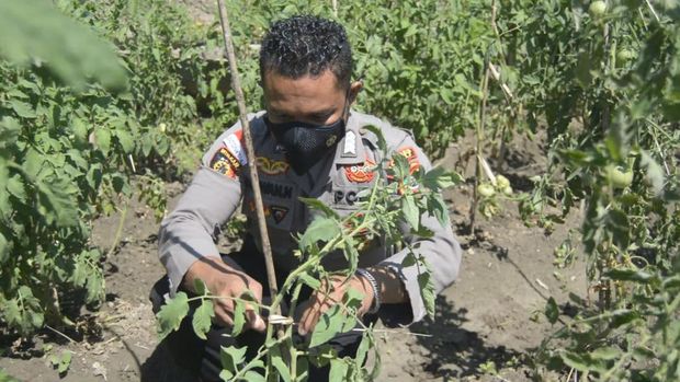 Polsek Lasiolat, Polres Belu, Bripka Nasrul Ikhwan Ninong, ikut membudidayakan tomat raksasa Lahurus yang langka di Nusa Tenggara Timur (NTT).