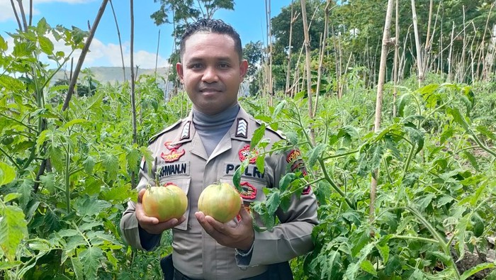 Polsek Lasiolat, Polres Belu, Bripka Nasrul Ikhwan Ninong, ikut membudidayakan tomat raksasa  Lahurus yang langka di Nusa Tenggara Timur (NTT).