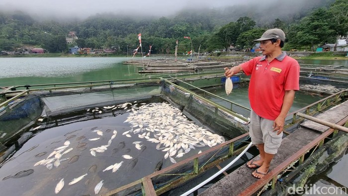 Ribuan Ikan di Telaga Ngebel Ponorogo Mati, Pemilik Keramba Merugi
