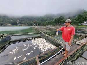 Kata Dinas Perikanan soal Ikan Nila Mati di Telaga Ngebel: Fenomena Upwelling