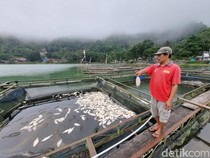 Ribuan Ikan di Telaga Ngebel Mati Mengambang, Fenomena Apa Ini?