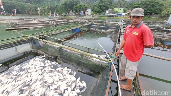 Ribuan Ikan di Telaga Ngebel Ponorogo Mati, Pemilik Keramba Merugi