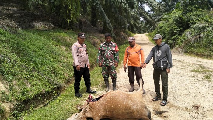 Sapi di Aceh Timur diterkam harimau
