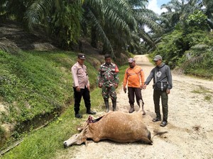 Sapi Milik Warga Aceh Timur Kembali Dimangsa Harimau