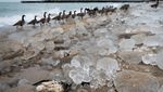 Sejumlah Burung Mati Terdampar di Danau Michigan