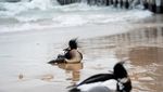 Sejumlah Burung Mati Terdampar di Danau Michigan