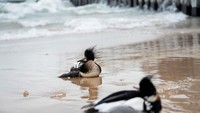 Sejumlah burung ditemukan dalam kondisi terluka di tepi danau.  